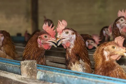 Chicken eggs heather on farm Stock Photos