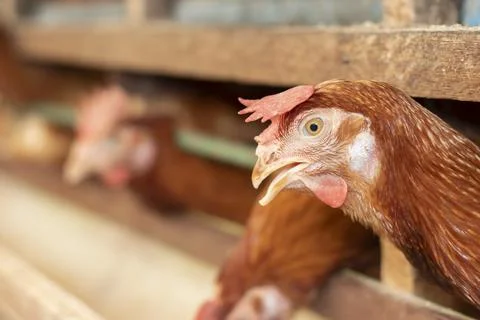 Chicken eggs heather on farm Stockfoto's