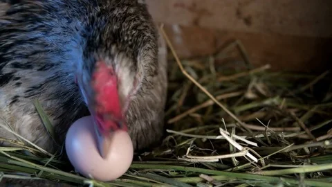 Chicken with eggs in the henhouse Stock Footage 72929133