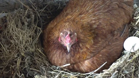 Chicken With Eggs In The Henhouse Stock Footage 96650677