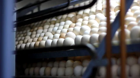Chicken eggs in incubator Stock Footage 888396