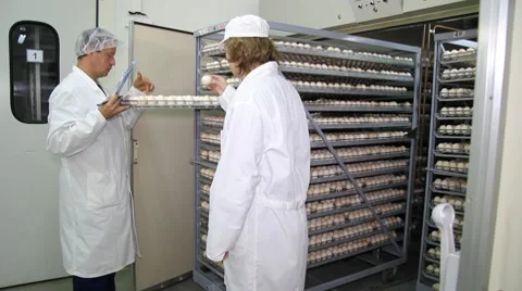 Chicken eggs in incubator Stock Footage 10600051