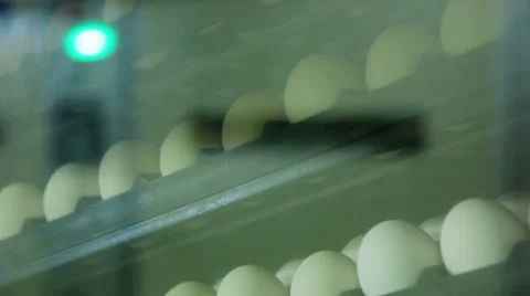 Chicken eggs in incubator Stock Footage 60004962