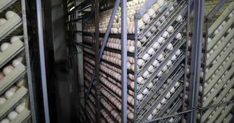 Chicken eggs in incubator Stock Footage 239023237