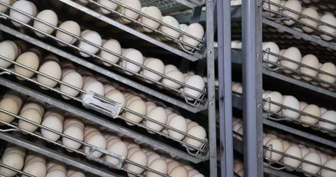 Chicken eggs in incubator Stock Footage 239023259