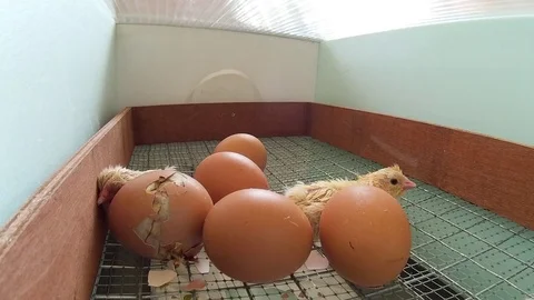 Chicken eggs in an incubator, hatching Stock Footage 75907653