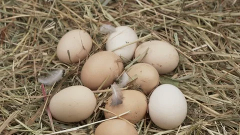 Chicken eggs lie on the hay. Видео 120373364
