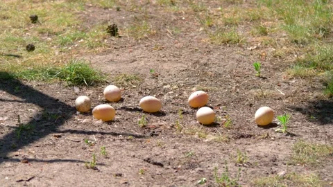 Chicken Eggs Lying on the Ground in 4k slow motion 60fps Stock Footage 265159817