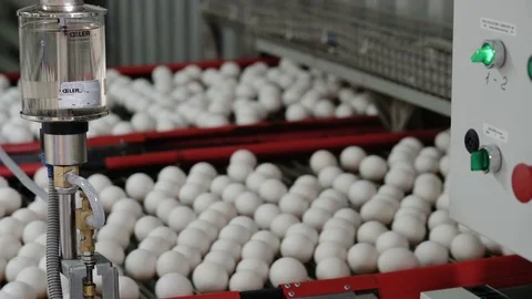 Chicken eggs move along the conveyor. Poultry farm Stock Footage 74293749