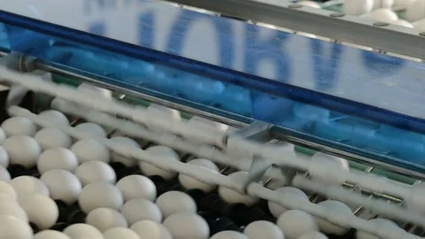 Chicken eggs move along the conveyor. Poultry farm Video stock 74293814