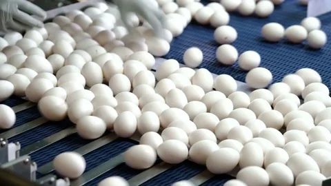 Chicken eggs move along the conveyor. Workers remove defective eggs. Poultry Stock Footage