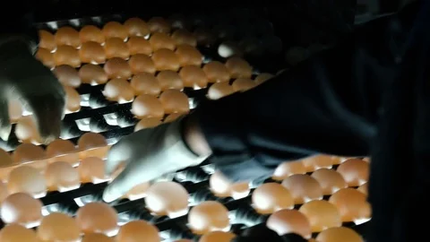 Chicken eggs move along the conveyor. Workers remove defective eggs. Poultry Video stock 74294306