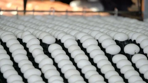 Chicken eggs move along the conveyor. Workers remove defective eggs. Poultry Stock Footage 74294483