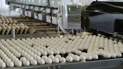 Chicken eggs move along the conveyor. Poultry farm. Timelapse Stock Footage 74294687