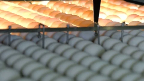 Chicken eggs move along the conveyor. Workers remove defective eggs. Poultry Video stock 74296637