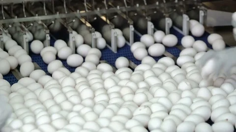 Chicken eggs move along the conveyor. Workers remove defective eggs. Poultry Video stock 74297108
