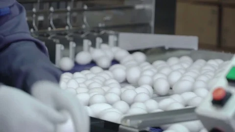 Chicken eggs move along the conveyor. Workers remove defective eggs. Poultry Video stock 74305024