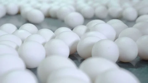 Chicken eggs move along the conveyor. Poultry farm. Close-up Stock Footage