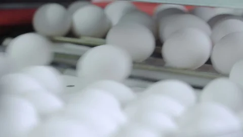 Chicken eggs move along the conveyor. Poultry farm. Close-up Video stock 74305236
