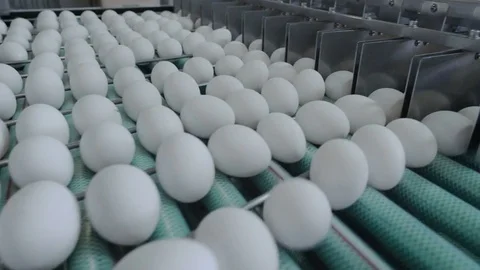 Chicken eggs move along the conveyor. Poultry farm. Panorama Stock Footage 74305392