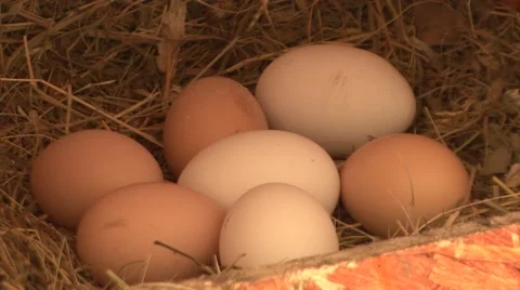 Chicken eggs in the nest Vídeo Stock 47878414