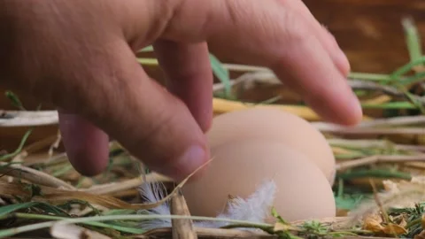 Chicken eggs in the nest Stock Footage 247397653