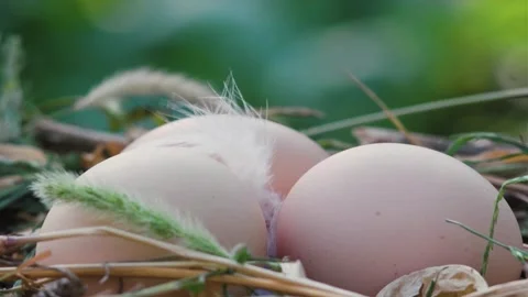 Chicken eggs in the nest Stock Footage 247404191