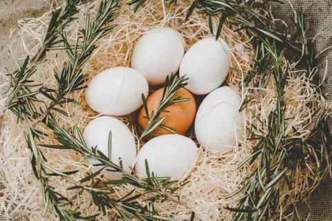 Chicken eggs in nest Foto stock