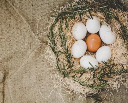 Chicken eggs in nest Stock Photos