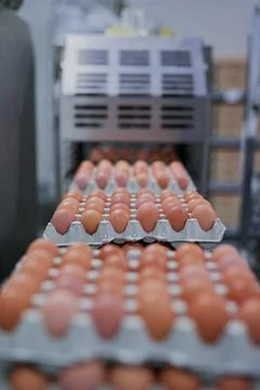 Chicken eggs, package or tray at machine for sorting, quality assurance or 스톡 사진