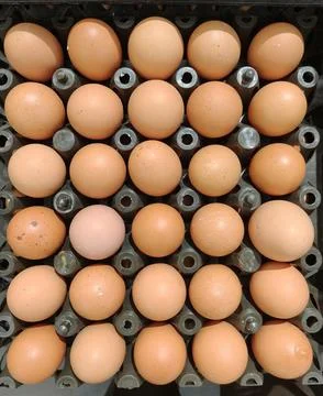 Chicken Eggs Packaging Stock Photos