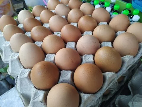 Chicken eggs in the paper panel Stock Photos