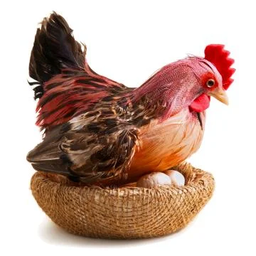 Chicken on eggs Foto stock