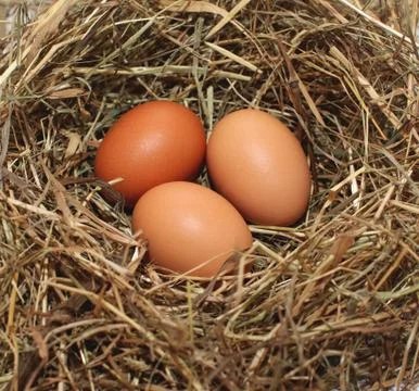 Chicken eggs Stock Photos