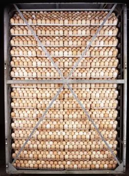 Chicken eggs Stock Photos