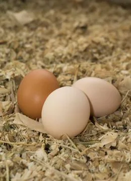 Chicken Eggs Stock Photos