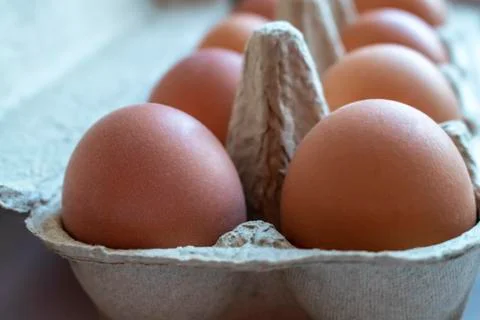 Chicken eggs. Stock Photos