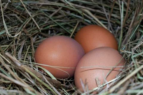 Chicken eggs. Stock Photos