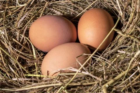 Chicken eggs. Foto stock