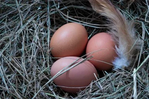 Chicken eggs. Stock Photos