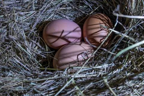 Chicken eggs. Foto stock
