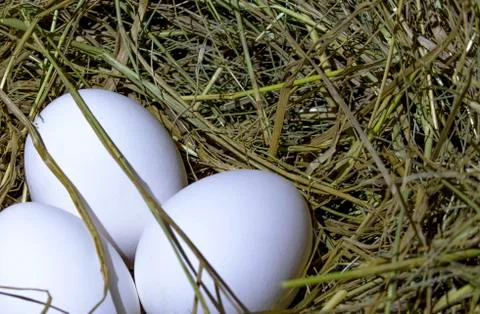 Chicken eggs. Stock Photos