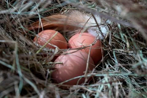 Chicken eggs. Stock Photos