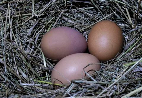 Chicken eggs. Stock Photos