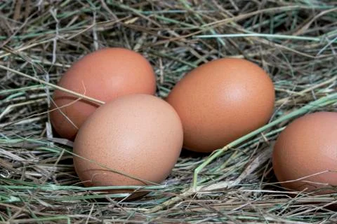 Chicken eggs. Stock Photos