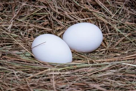 Chicken eggs. Stock Photos