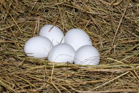 Chicken eggs. Stock Photos