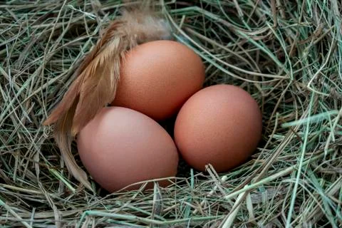 Chicken eggs. Stock Photos