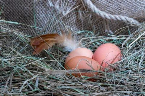Chicken eggs. Stock Photos