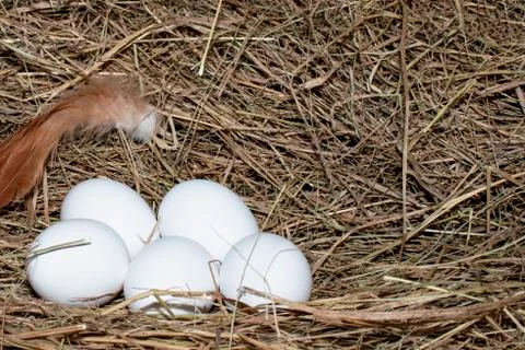 Chicken eggs. Stock Photos